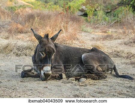 Stock Photo - "Donkey (Equus africanus asinus), Corse-du-Sud, Corsica, France, Europe". Fotosearch