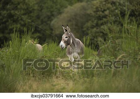 "Donkey (Equus asinus asinus), Wahner Heide nature reserve, North Rhine-Westphalia, Germany, Europe" View Large Photo Image Picture - "Donkey (Equus asinus asinus), Wahner Heide nature reserve, North Rhine-Westphalia, Germany, Europe". Fotosearch