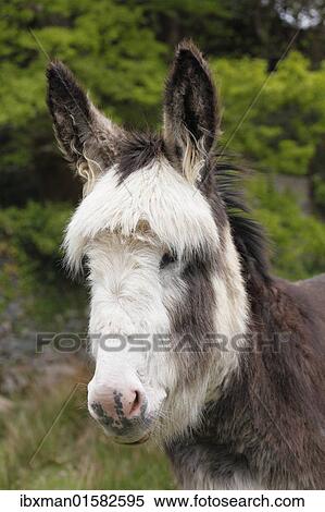 "Donkey (Equus asinus), portrait, Ireland, British Isles, Europe" View Large Photo Image Stock Photography - "Donkey (Equus asinus), portrait, Ireland, British Isles, Europe". Fotosearch