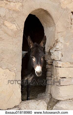 "Donkey looking out of an arched doorway, Berber village of Douiret near Tataouine, Southern Tunisia, Tunisia, Maghreb, North Africa, Africa" View Large Photo Image Stock Image - "Donkey looking out of an arched doorway, Berber village of Douiret near Tataouine, Southern Tunisia, Tunisia, Maghreb, North Africa, Africa". Fotosearch