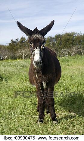 "Donkey on a meadow, Algarve, Portugal, Europe" View Large Photo Image Stock Photography - "Donkey on a meadow, Algarve, Portugal, Europe". Fotosearch