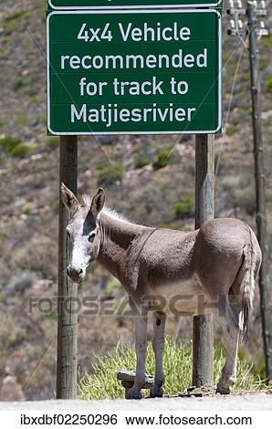 "Donkey standing underneath warning sign """"4x4 vehicle recommended for track to Matjiesrivier"""", Cederberg mountains, Western Cape, South Africa, Africa" View Large Photo Image Stock Photograph - "Donkey standing underneath warning sign """"4x4 vehicle recommended for track to Matjiesrivier"""", Cederberg mountains, Western Cape, South Africa, Africa". Fotosearch