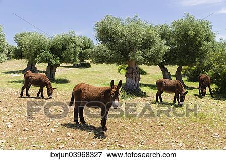 "Donkeys of the Martina Franca breed, Martina Franca, Valle d'Itria, Apulia, Italy, Europe" View Large Photo Image Stock Photo - "Donkeys of the Martina Franca breed, Martina Franca, Valle d'Itria, Apulia, Italy, Europe". Fotosearch