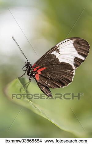 "Doris Longwing (Laparus doris), captive, Munich" View Large Photo Image Picture - "Doris Longwing (Laparus doris), captive, Munich". Fotosearch
