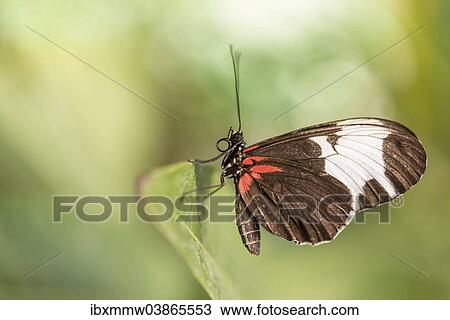 Stock Image - "Doris Longwing (Laparus doris), captive, Munich". Fotosearch