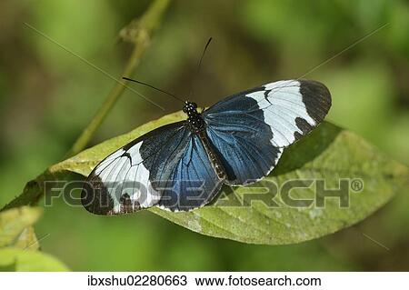"Doris Longwing or The Doris (Laparus doris), tropical butterfly, on a leaf, La Fortuna, Costa Rica, Central America, North America" View Large Photo Image Stock Image - "Doris Longwing or The Doris (Laparus doris), tropical butterfly, on a leaf, La Fortuna, Costa Rica, Central America, North America". Fotosearch