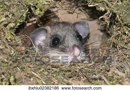 Stock Photograph - "Dormouse (Glis glis), looking out from like the nest of a dipper, Untergroeningen, Baden-Wuerttemberg, Germany, Europe". Fotosearch
