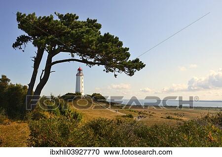 "Dornbusch lighthouse, Baltic Sea, Hiddensee Island, Mecklenburg-Western Pomerania, Germany, Europe" View Large Photo Image Stock Image - "Dornbusch lighthouse, Baltic Sea, Hiddensee Island, Mecklenburg-Western Pomerania, Germany, Europe". Fotosearch