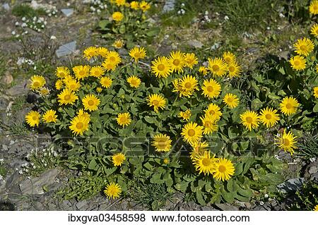 "Doronicum (Doronicum grandiflorum), Canton of Valais, Switzerland, Europe" View Large Photo Image Stock Photo - "Doronicum (Doronicum grandiflorum), Canton of Valais, Switzerland, Europe". Fotosearch
