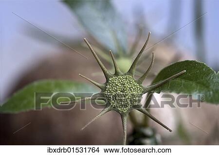"Dorstenia foetida, close-up inflorescense, from Yemen and Socotra" View Large Photo Image Picture - "Dorstenia foetida, close-up inflorescense, from Yemen and Socotra". Fotosearch
