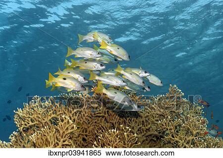 "Dory snappers (Lutjanus fulviflamma) over Net Fire Coral (Millepora dichotoma), Red Sea, Egypt, Africa" View Large Photo Image Stock Photography - "Dory snappers (Lutjanus fulviflamma) over Net Fire Coral (Millepora dichotoma), Red Sea, Egypt, Africa". Fotosearch