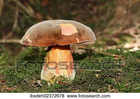 Stock Photo - "Dotted stem bolete (Boletus erythropus), Allgaeu, Bavaria, Germany, Europe". Fotosearch