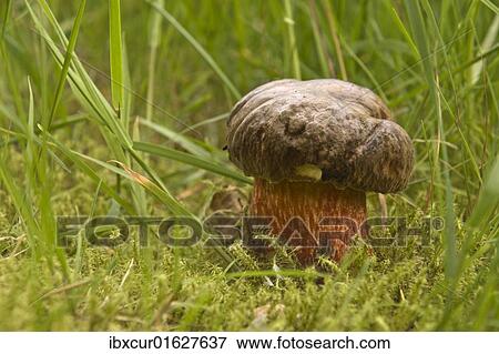 Dotted Stem Bolete mushroom (Boletus erythropus) View Large Photo Image Stock Photo - Dotted Stem Bolete mushroom (Boletus erythropus). Fotosearch