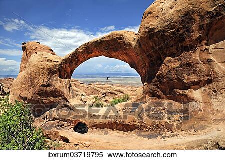 "Double O Arch with a raven flying in the middle of the arc, Arches-Nationalpark, near Moab, Utah, United States, North America" View Large Photo Image Stock Photography - "Double O Arch with a raven flying in the middle of the arc, Arches-Nationalpark, near Moab, Utah, United States, North America". Fotosearch