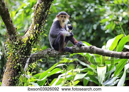 "Douc Langur or Red-shanked Douc (Pygathrix nemaeus), subadult, on tree, feeding, Asia" View Large Photo Image Stock Image - "Douc Langur or Red-shanked Douc (Pygathrix nemaeus), subadult, on tree, feeding, Asia". Fotosearch