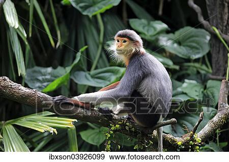 "Douc Langur or Red-shanked Douc (Pygathrix nemaeus), adult, on tree, Asia" View Large Photo Image Stock Photo - "Douc Langur or Red-shanked Douc (Pygathrix nemaeus), adult, on tree, Asia". Fotosearch