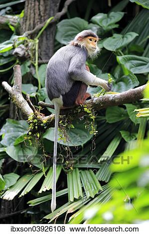 Stock Photo - "Douc Langur or Red-shanked Douc (Pygathrix nemaeus), adult, on tree, Asia". Fotosearch