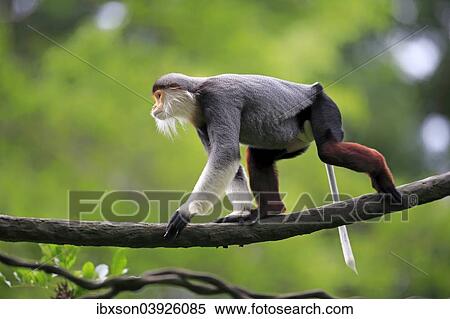"Douc Langur or Red-shanked Douc (Pygathrix nemaeus), male, on tree, Asia" View Large Photo Image Stock Photography - "Douc Langur or Red-shanked Douc (Pygathrix nemaeus), male, on tree, Asia". Fotosearch