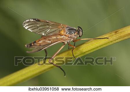 "Downlooker Snipefly (Rhagio scolopaceus), Baden-Wurttemberg, Germany, Europe" View Large Photo Image Stock Photo - "Downlooker Snipefly (Rhagio scolopaceus), Baden-Wurttemberg, Germany, Europe". Fotosearch