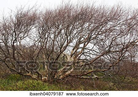 "Downy Birch tree (Betula pubescens), Langeoog, East Frisia, Lower Saxony, Germany, Europe" View Large Photo Image Stock Photo - "Downy Birch tree (Betula pubescens), Langeoog, East Frisia, Lower Saxony, Germany, Europe". Fotosearch