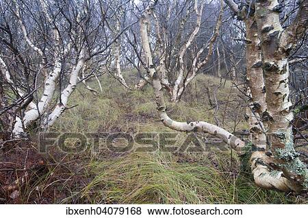 "Downy Birch trees (Betula pubescens), Langeoog, East Frisia, Lower Saxony, Germany, Europe" View Large Photo Image Stock Photo - "Downy Birch trees (Betula pubescens), Langeoog, East Frisia, Lower Saxony, Germany, Europe". Fotosearch