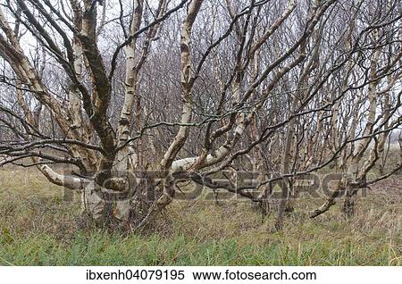 "Downy Birch trees (Betula pubescens), Langeoog, East Frisia, Lower Saxony, Germany, Europe" View Large Photo Image Stock Photography - "Downy Birch trees (Betula pubescens), Langeoog, East Frisia, Lower Saxony, Germany, Europe". Fotosearch