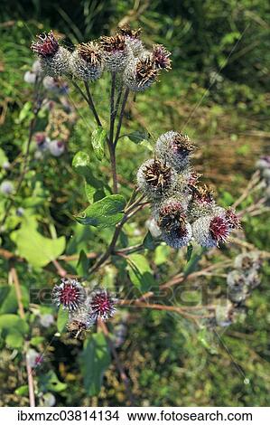 "Downy burdock (Arctium tomentosum) with cobwebs in the morning dew, Mecklenburg-Vorpommern, Germany, Europe" View Large Photo Image Picture - "Downy burdock (Arctium tomentosum) with cobwebs in the morning dew, Mecklenburg-Vorpommern, Germany, Europe". Fotosearch