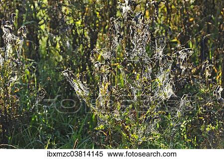 "Downy burdock (Arctium tomentosum) with cobwebs in the morning dew, Mecklenburg-Vorpommern, Germany, Europe" View Large Photo Image Stock Photography - "Downy burdock (Arctium tomentosum) with cobwebs in the morning dew, Mecklenburg-Vorpommern, Germany, Europe". Fotosearch