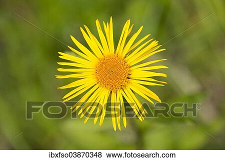 "Downy Elecampane (Inula hirta) flower, Thuringia, Germany, Europe" View Large Photo Image Stock Photo - "Downy Elecampane (Inula hirta) flower, Thuringia, Germany, Europe". Fotosearch