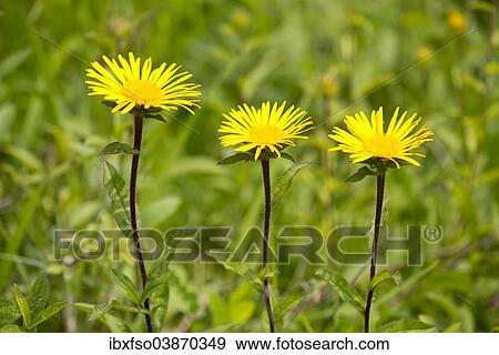 "Downy Elecampane (Inula hirta), flowering, Thuringia, Germany, Europe" View Large Photo Image Stock Photo - "Downy Elecampane (Inula hirta), flowering, Thuringia, Germany, Europe". Fotosearch