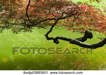 "Downy Japanese Maple (Acer japonicum), gardens of Villa Melzi, Lake Como or Lago di Como, Bellagio, Como Province, Lombardy, Italy, Europe" View Large Photo Image Stock Image - "Downy Japanese Maple (Acer japonicum), gardens of Villa Melzi, Lake Como or Lago di Como, Bellagio, Como Province, Lombardy, Italy, Europe". Fotosearch