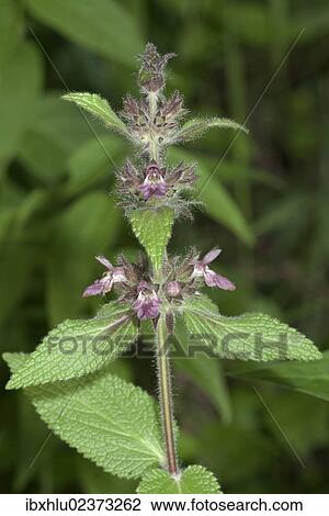 "Downy Woundwort (Stachys germanica), Neresheim, Baden-Wuerttemberg, Germany, Europe" View Large Photo Image Stock Image - "Downy Woundwort (Stachys germanica), Neresheim, Baden-Wuerttemberg, Germany, Europe". Fotosearch