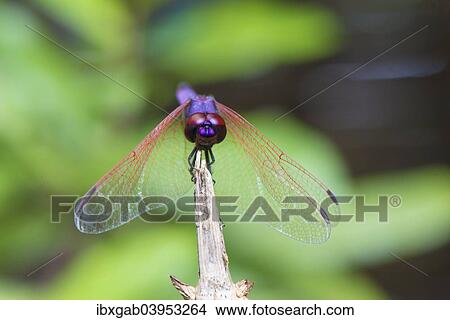 "Dragon fly, Maroantsetra, Madagascar, Africa" View Large Photo Image Picture - "Dragon fly, Maroantsetra, Madagascar, Africa". Fotosearch