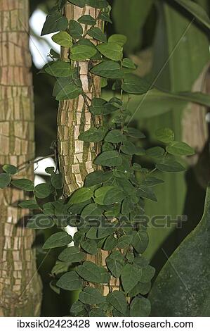 Stock Photo - "Dragon tree (Dracaena), detailed view, Mainau, Baden-Wuerttemberg, Germany, Europe". Fotosearch