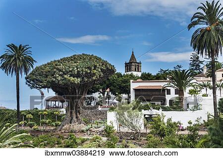 "Dragon Tree, Icod de los Vinos, Tenerife, Canary Islands, Spain, Europe" View Large Photo Image Stock Photo - "Dragon Tree, Icod de los Vinos, Tenerife, Canary Islands, Spain, Europe". Fotosearch
