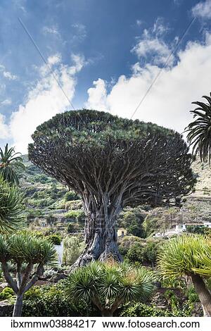 "Dragon Tree, Tenerife, Canary Islands, Spain, Europe" View Large Photo Image Stock Photo - "Dragon Tree, Tenerife, Canary Islands, Spain, Europe". Fotosearch