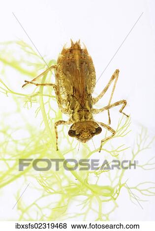 Dragonfly larva of a darter (Sympetrum sp. ) View Large Photo Image Stock Photo - Dragonfly larva of a darter (Sympetrum sp. ). Fotosearch