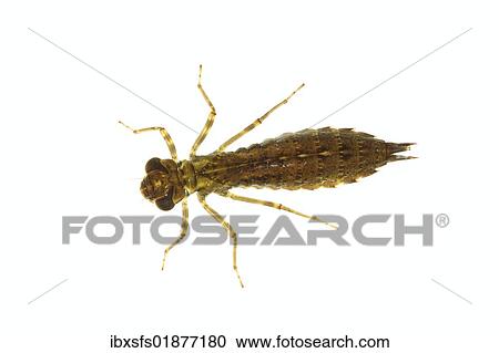Dragonfly larva of a Southern Hawker or Blue Darner (Aeshna cyanea) View Large Photo Image Stock Image - Dragonfly larva of a Southern Hawker or Blue Darner (Aeshna cyanea). Fotosearch