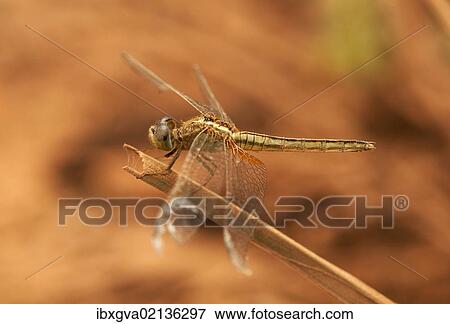 Stock Photo - "Dragonfly, Scarlet Skimmer or Crimson Darter (Crocothemis sevillia), female, Battambang, Cambodia, Asia". Fotosearch