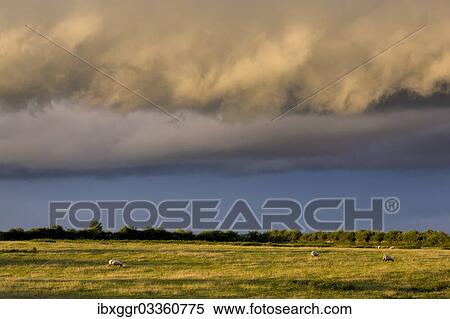 "Dramatic clouds over a sheep pasture, Cashel, County Tipperary, Ireland, Europe" View Large Photo Image Stock Photography - "Dramatic clouds over a sheep pasture, Cashel, County Tipperary, Ireland, Europe". Fotosearch