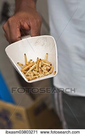 Stock Image - "Dried bamboo worms for sale at a market, Chiang Rai province, Thailand, Asia". Fotosearch