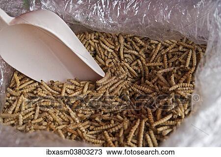 "Dried bamboo worms for sale at a market, Chiang Rai province, Thailand, Asia" View Large Photo Image Stock Image - "Dried bamboo worms for sale at a market, Chiang Rai province, Thailand, Asia". Fotosearch