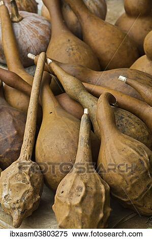 "Dried Bottle Gourds (Lagenaria siceraria) for sale at a market, Chiang Rai province, Thailand, Asia" View Large Photo Image Stock Photography - "Dried Bottle Gourds (Lagenaria siceraria) for sale at a market, Chiang Rai province, Thailand, Asia". Fotosearch