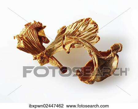 Stock Image - Dried Chanterelle mushrooms. Fotosearch