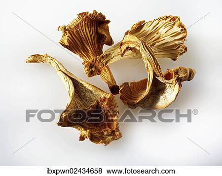 Dried Chanterelle mushrooms View Large Photo Image Stock Photo - Dried Chanterelle mushrooms. Fotosearch