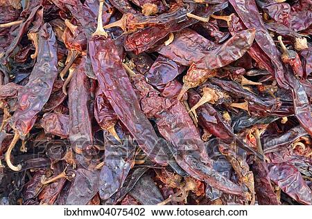 "Dried chili peppers (Capsicum sp. ), Mexico, North America" View Large Photo Image Stock Image - "Dried chili peppers (Capsicum sp. ), Mexico, North America". Fotosearch