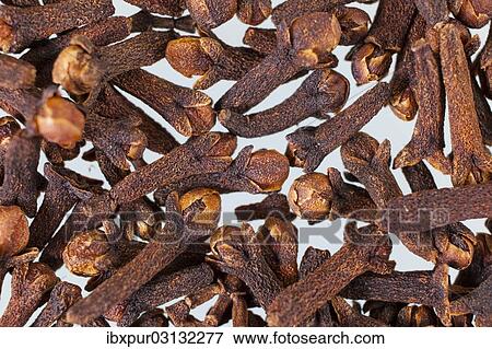 "Dried cloves, Germany, Europe" View Large Photo Image Stock Photo - "Dried cloves, Germany, Europe". Fotosearch