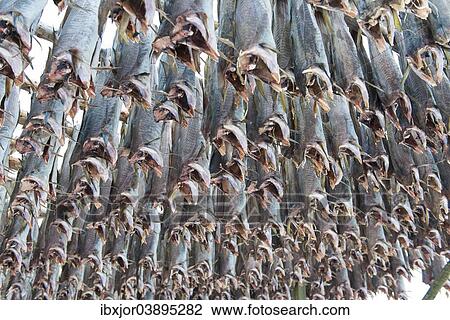"Dried cod, near Gimsoy, Vagan, Lofoten, Norway, Europe" View Large Photo Image Stock Image - "Dried cod, near Gimsoy, Vagan, Lofoten, Norway, Europe". Fotosearch