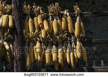 "Dried corn as autumnal decoration, Tirano, Sondrio province, Lombardy, Italy, Europe" View Large Photo Image Stock Image - "Dried corn as autumnal decoration, Tirano, Sondrio province, Lombardy, Italy, Europe". Fotosearch