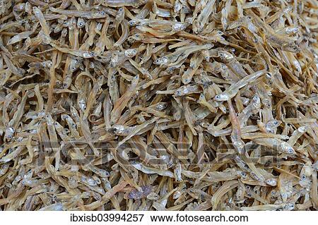 "Dried fish at a market, Singaraja, North Bali, Bali, Indonesia, Asia" View Large Photo Image Stock Photo - "Dried fish at a market, Singaraja, North Bali, Bali, Indonesia, Asia". Fotosearch